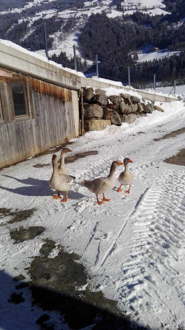 Gänse im Schnee