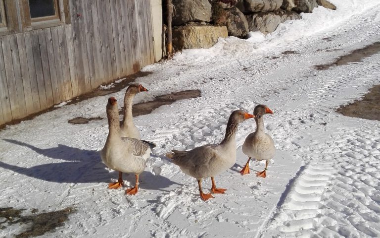 Gänse im Schnee
