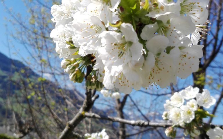 Blüten