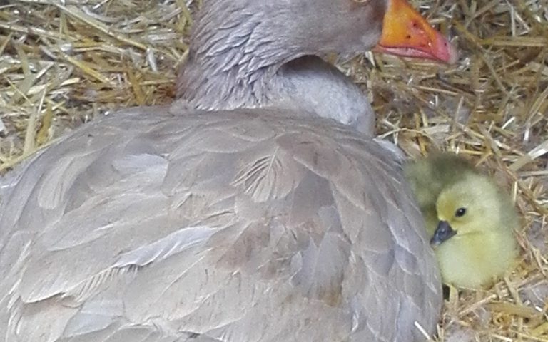 Familienglück