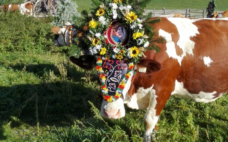 Zillertaler Almabtrieb