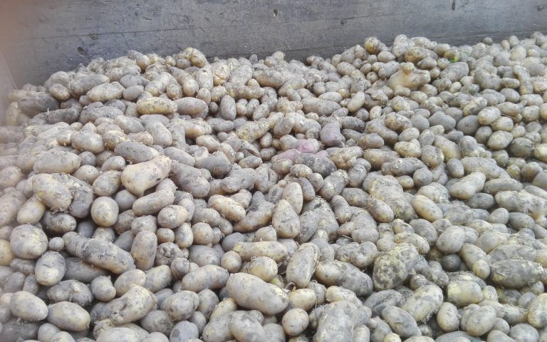 frische Kartoffeln